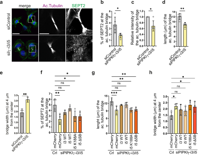 Fig. 4: Loss of PIPKIγ-i3/i5 perturbs ICB integrity and impairs SEPT2 recruitment to the ICB.