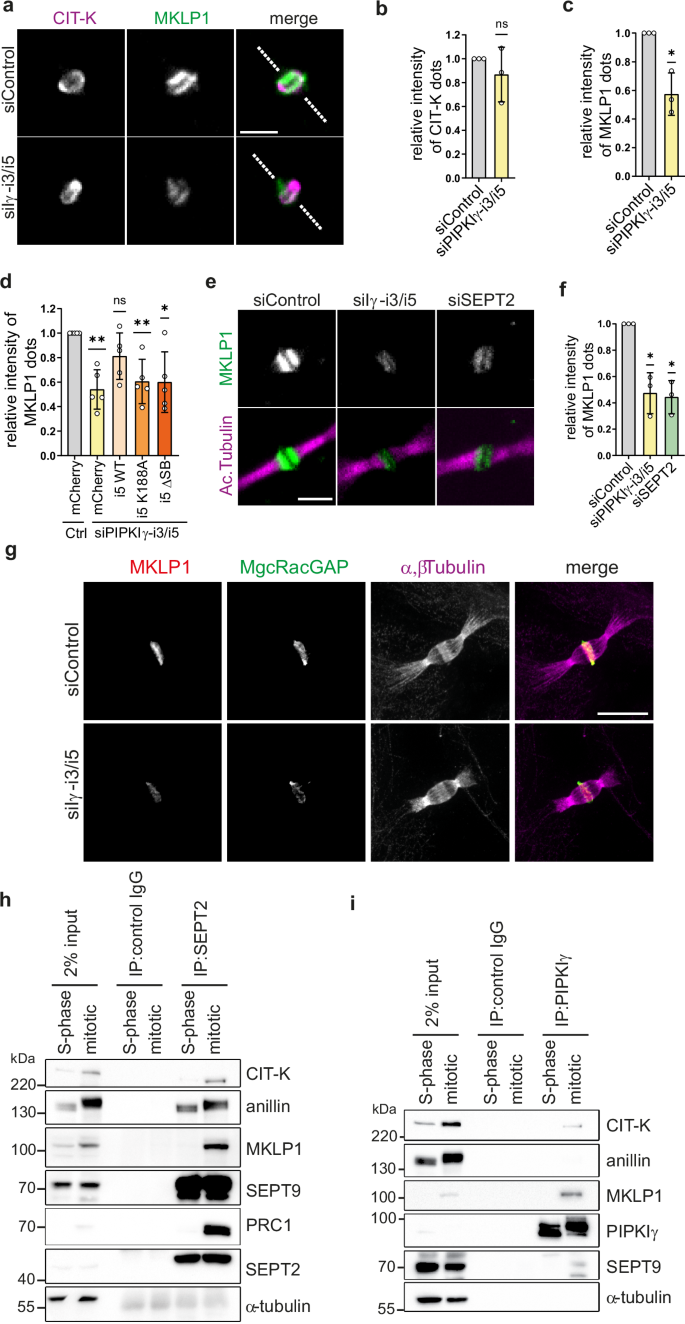 Fig. 5: A septin-interacting PIPKIγ module regulates centralspindlin association with the midbody.