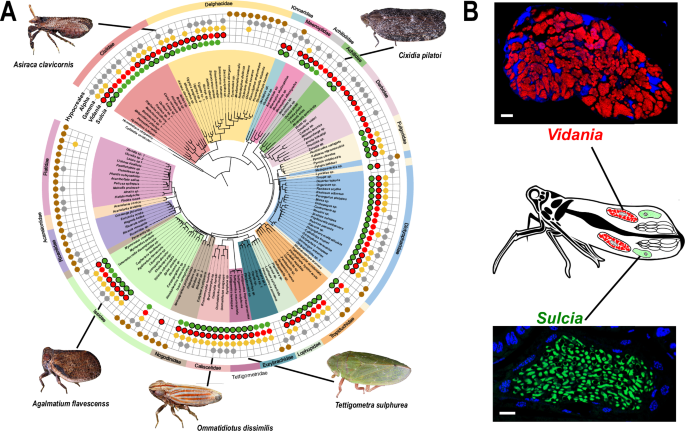 Fig. 1: The distribution of the ancient symbionts Sulcia and Vidania across planthopper phylogeny, and the organization of symbionts within host tissues.
