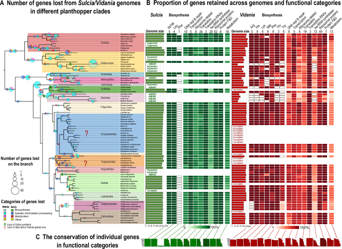Fig. 3: Patterns of gene retention and loss in Sulcia and Vidania across planthoppers.