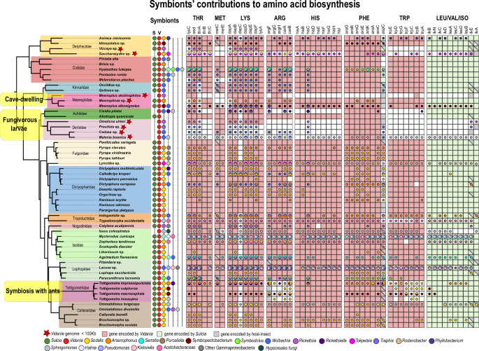 Fig. 5: Distribution of amino acid biosynthesis genes across planthopper symbionts.