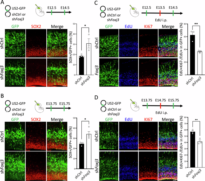 Fig. 5: Foxj3 knockdown increases neural stem cell maintenance and delays cell cycle exit.