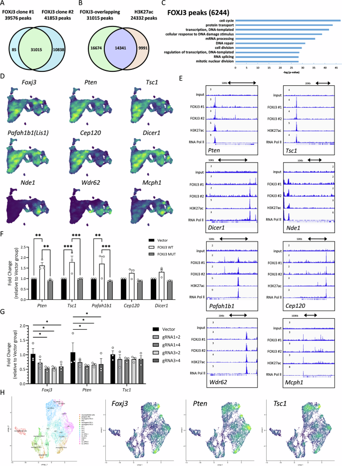 Fig. 6: Analysis of FOXJ3 binding, target gene identification, and expression regulation.
