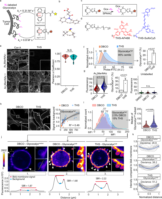 Fig. 1: Improved glycocalyx detection after THS-based live-cell labeling.