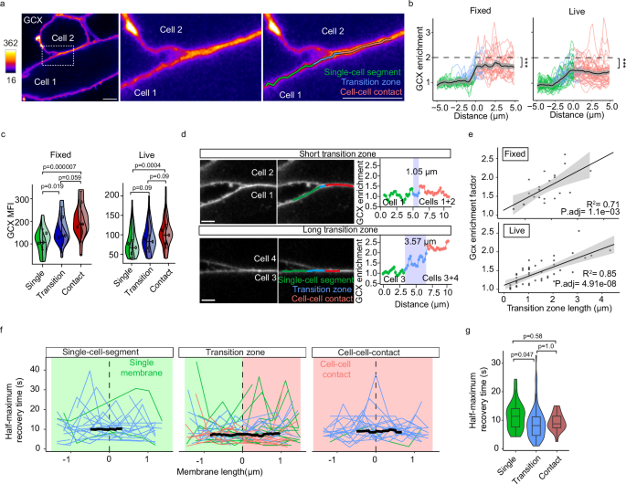 Fig. 2: Reduced glycocalyx density in cell-cell contacts.