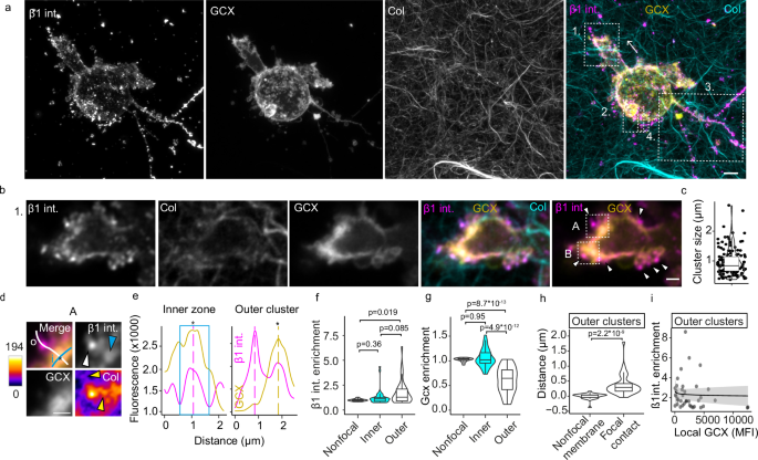 Fig. 3: Submicron glycocalyx segregation in cell-matrix adhesions.