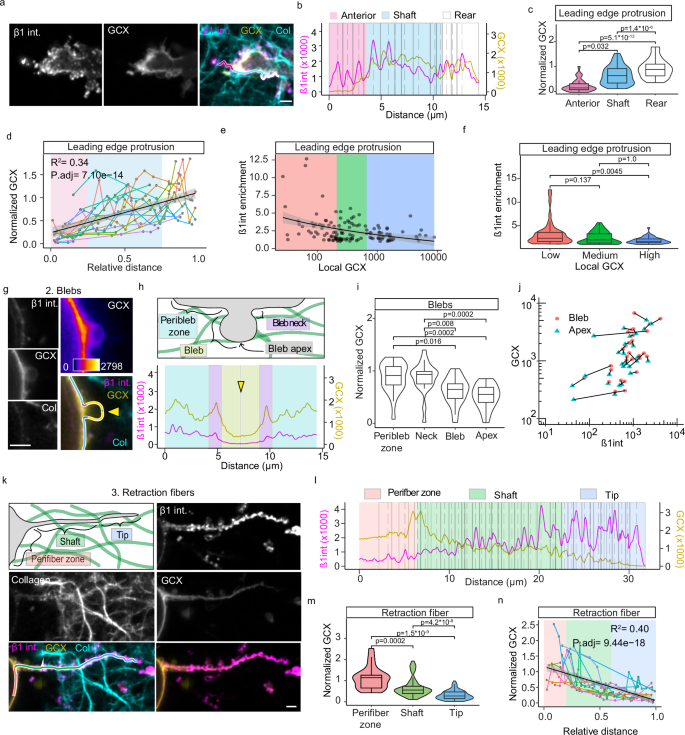 Fig. 4: Micron-scale glycocalyx segregation from the outer poles of leading-edge protrusions, blebs and retraction fibers.