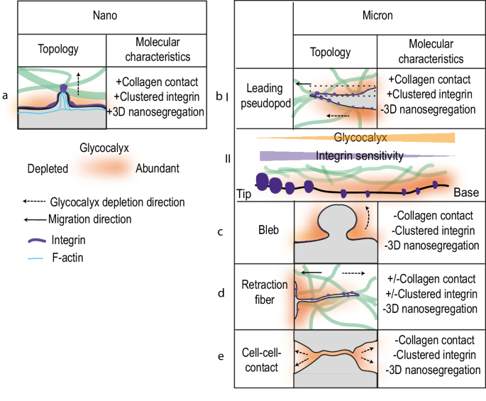 Fig. 5: Spatially and functionally distinct domains of glycocalyx segregation.
