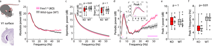 Fig. 2: A correlate of the alpha phenotype is present in V1 of adult Fmr1-/y mice.