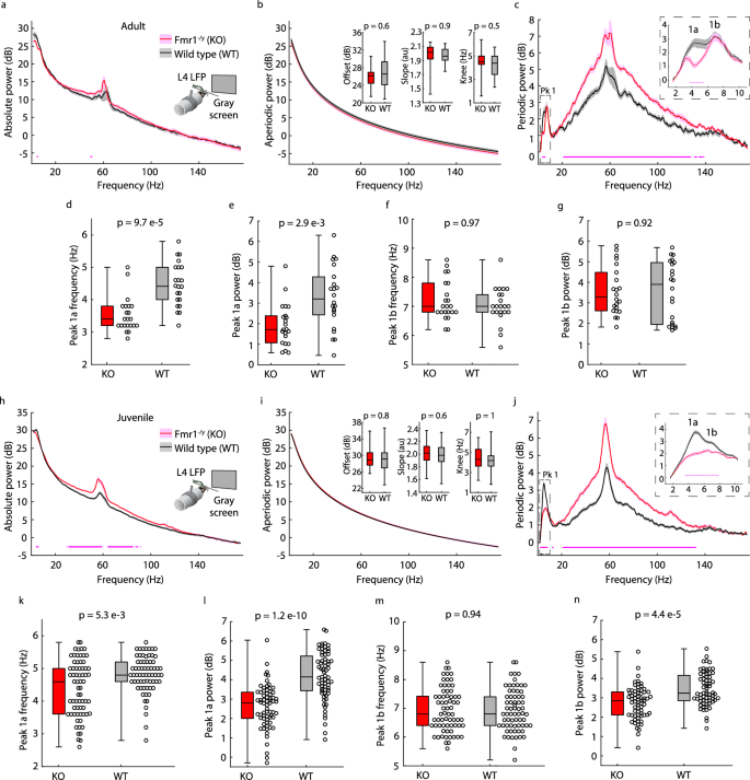 Fig. 3: Intracortical recordings in Fmr1-/y mice recapitulate human age-related changes in periodic Pk1 phenotypes.