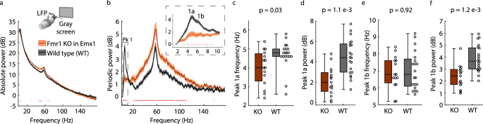 Fig. 4: Loss of FMRP in cortical excitatory neurons and glia is sufficient for the alpha phenotype in L4 of V1.