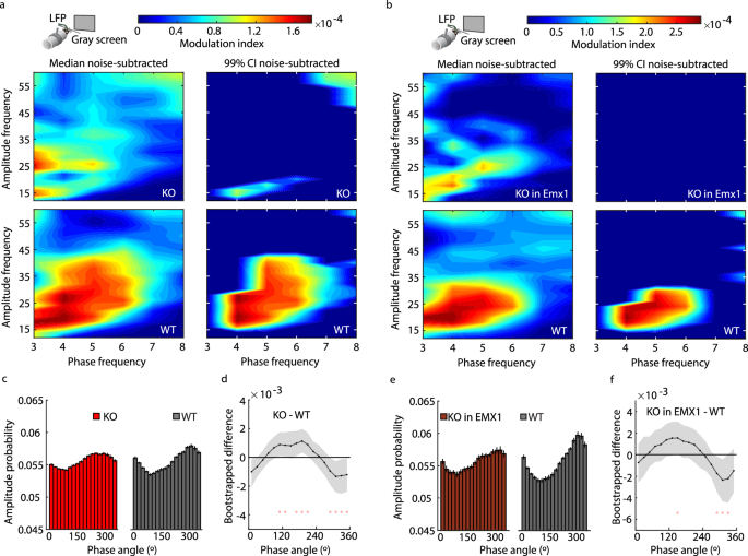 Fig. 5: Phase-amplitude coupling of alpha-like and 15-40 Hz oscillations is impaired in Fmr1-/y mice.