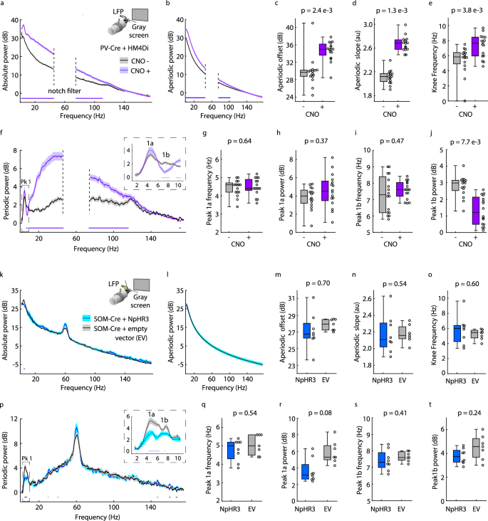 Fig. 6: Alpha-like oscillations are linked to differential activity of PV+ and SOM+ GABAergic interneurons.