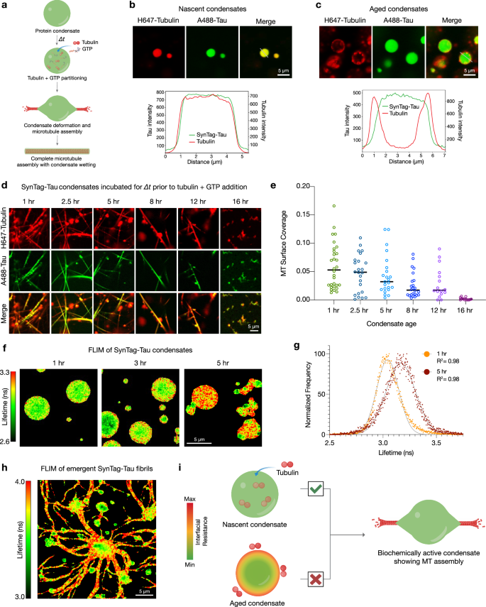 Fig. 2: Aging transition impairs SynTag-Tau condensate activity in microtubule assembly.