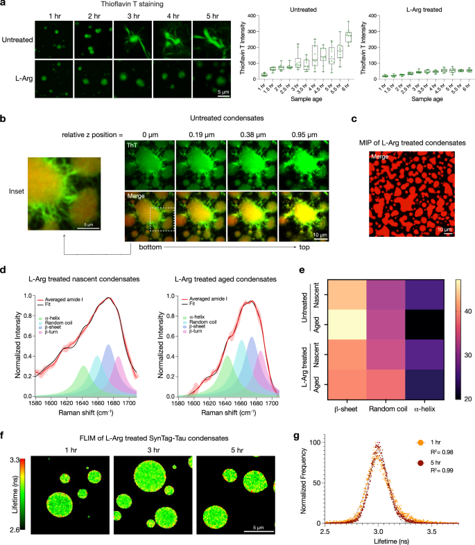 Fig. 4: L-Arg prevents cross β-sheet formation and nucleation of fibrils at the condensate interface.