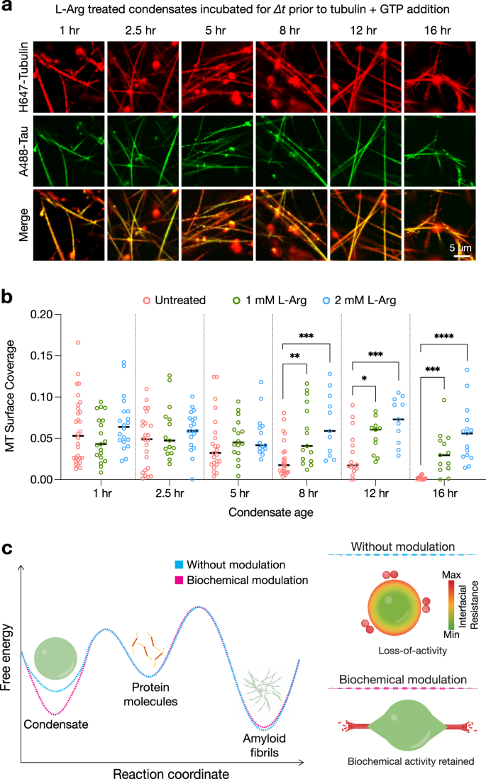 Fig. 6: Selective inhibition of fibril formation preserves condensate biochemical activity.