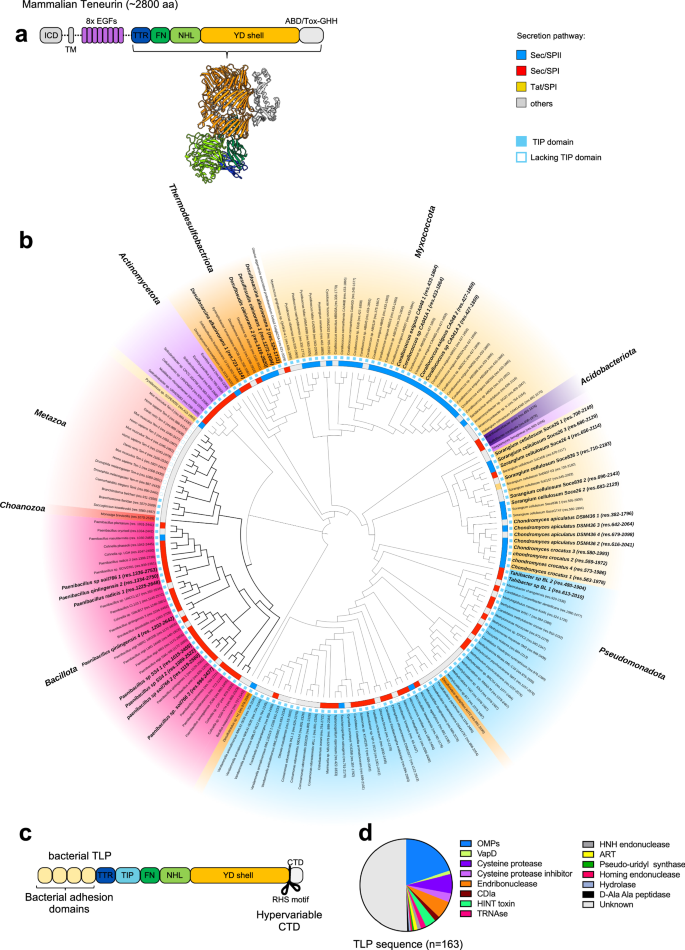 Fig. 1: TLPs are found across the bacterial kingdom.
