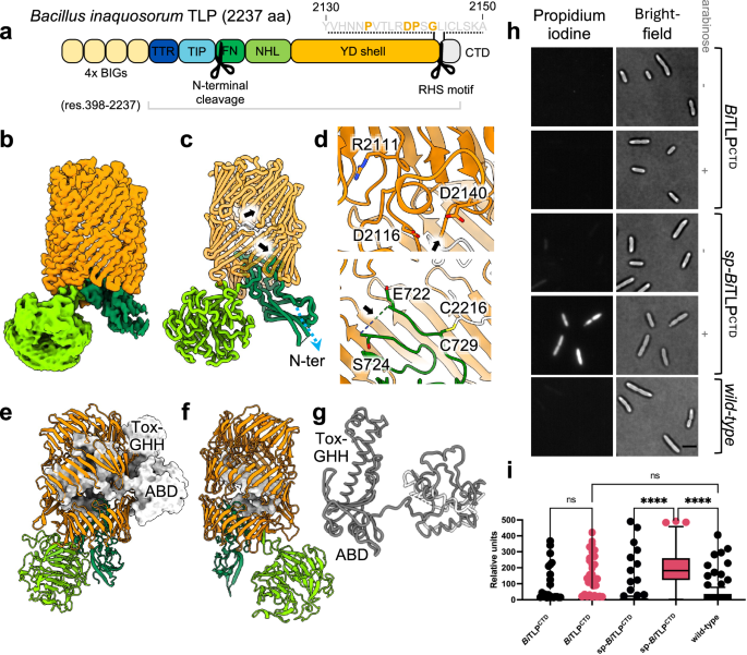 Fig. 2: The Bacillus inaquosorum TLP structure is homologous to mammalian Teneurin.
