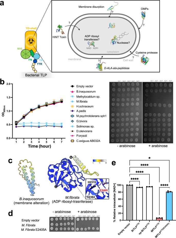 Fig. 3: Bacterial TLPs harbour diverse enzymatic functions.