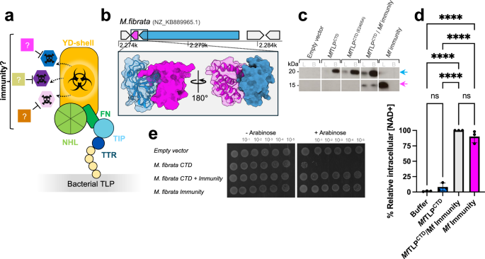 Fig. 4: Bacterial TLPs are encoded as an effector/immunity pair.