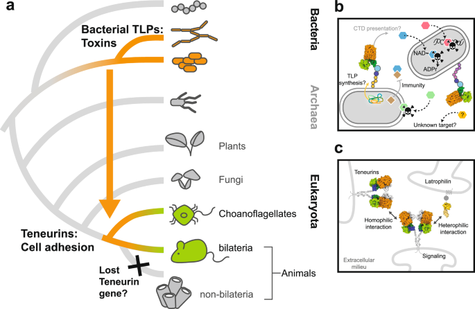 Fig. 5: Teneurins emerge from a bacterial toxin precursor through horizontal gene transfer.