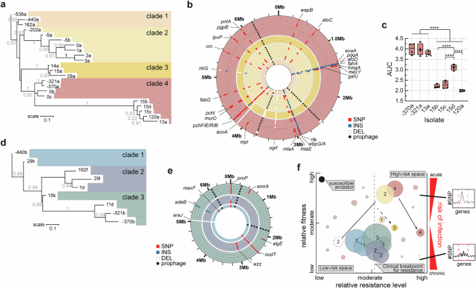 Fig. 4: Phage–antibiotic pressures drive divergent Pseudomonas subpopulation evolution, coupling resistance adaptation with constrained fitness.