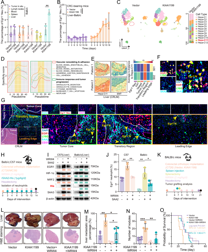 Fig. 3: Functionally reprogrammed hepatocytes orchestrate Egr1⁺ neutrophil positioning at the tumor–liver interface via the SAA2–FPR2 axis.