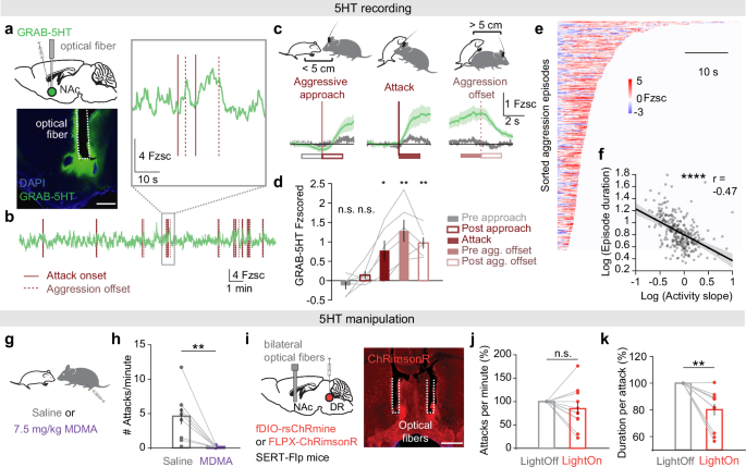 Fig. 1: 5HT signaling in the NAc during aggression.