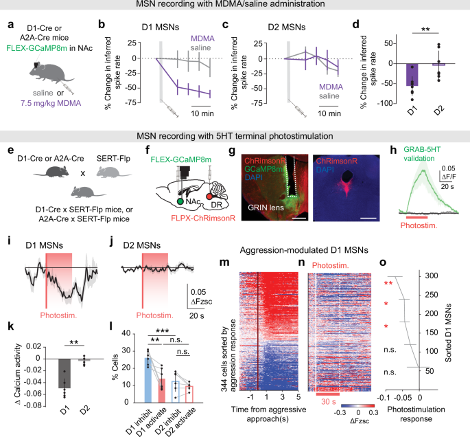 Fig. 3: 5HT preferentially inhibits D1 MSNs that signal aggression.