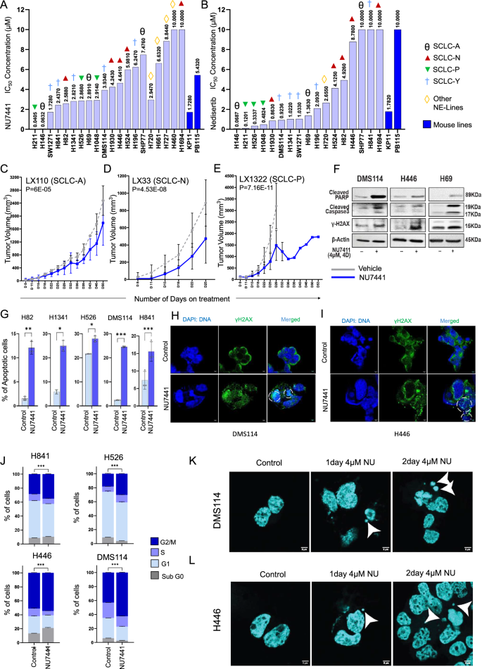 Fig. 2: SCLC cells are sensitive to pharmacological inhibition of DNAPKCs.