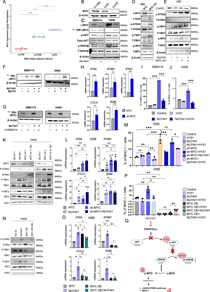 Fig. 4: DNAPKcs inhibition activates cGAS-STING pathway and MHC class-I expression in a MYC dependent manner.