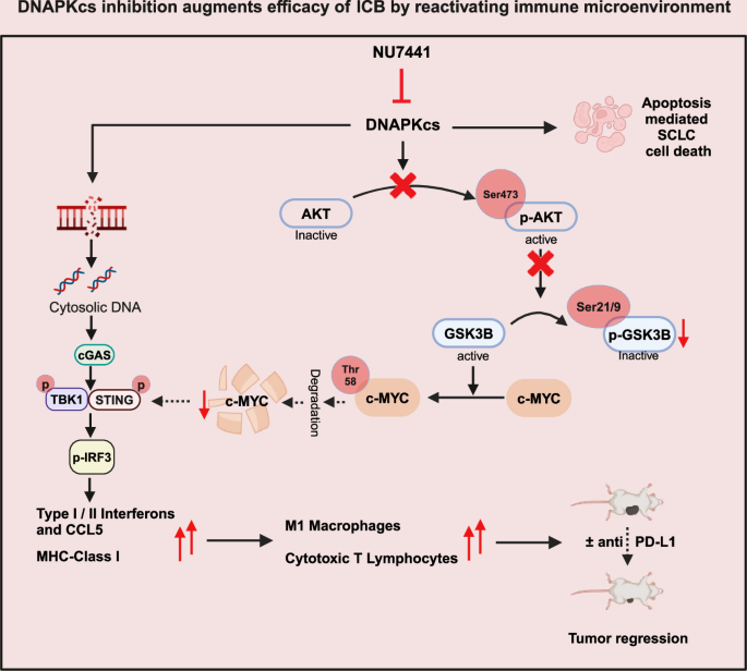 Fig. 8: DNAPKcs inhibition augments efficacy of ICB by reactivating immune microenvironment.