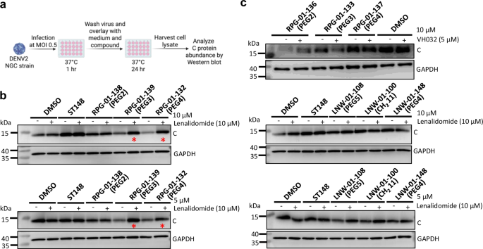 Fig. 2: Initial screening of ST148-based DENV degraders.