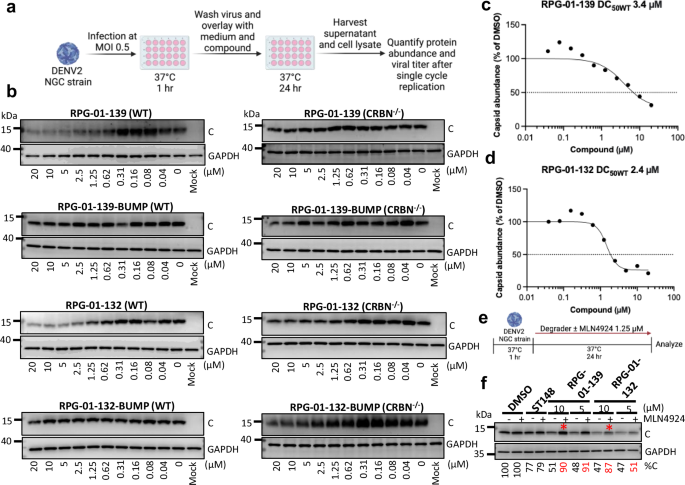 Fig. 3: Intracellular depletion of DENV2 C by the C degrader candidates is CRBN- and neddylation-dependent.