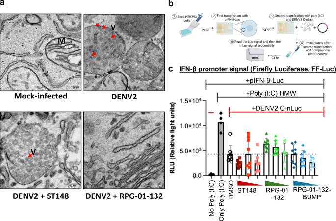Fig. 5: RPG-01-132 inhibits multiple functions of the dengue capsid protein.