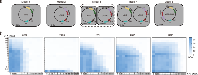 Fig. 3: Construction of heterogeneity models and selection under multidrug combinations.