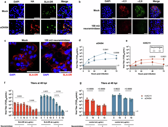 Fig. 1: MHCII is required for sOH/04 infection in the absence of sialic acid.