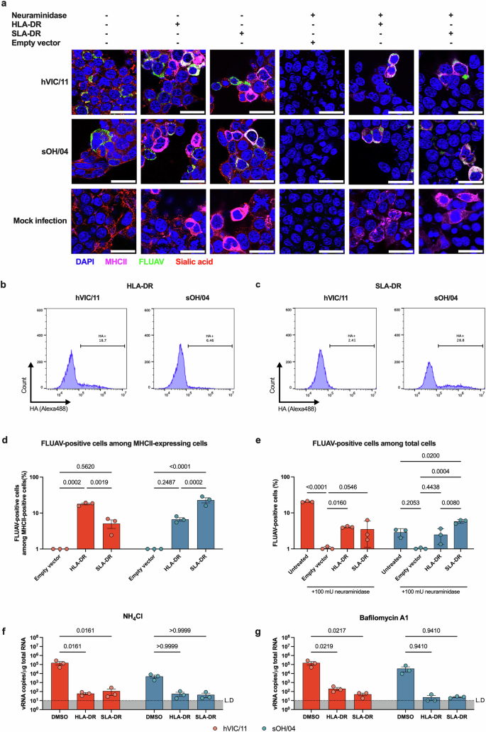 Fig. 2: HLA-DR and SLA-DR allow FLUAV entry into mammalian cells.