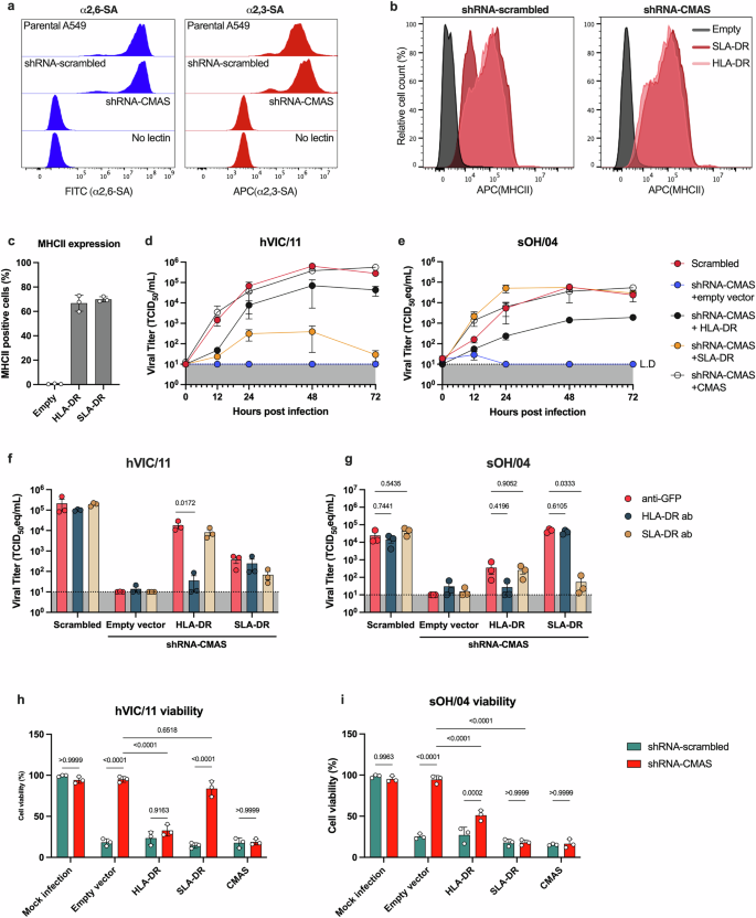 Fig. 3: MHCII expression supports replication of FLUAV in desialylated cells.