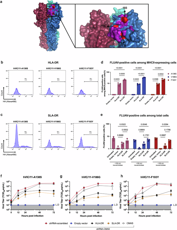 Fig. 4: Recognition of MHCII is mediated by the head domain of the hVIC/11 HA.