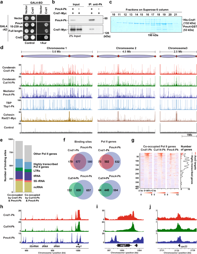 Fig. 1: Interaction between condensin and mediator and their co-localization across the fission yeast genome.
