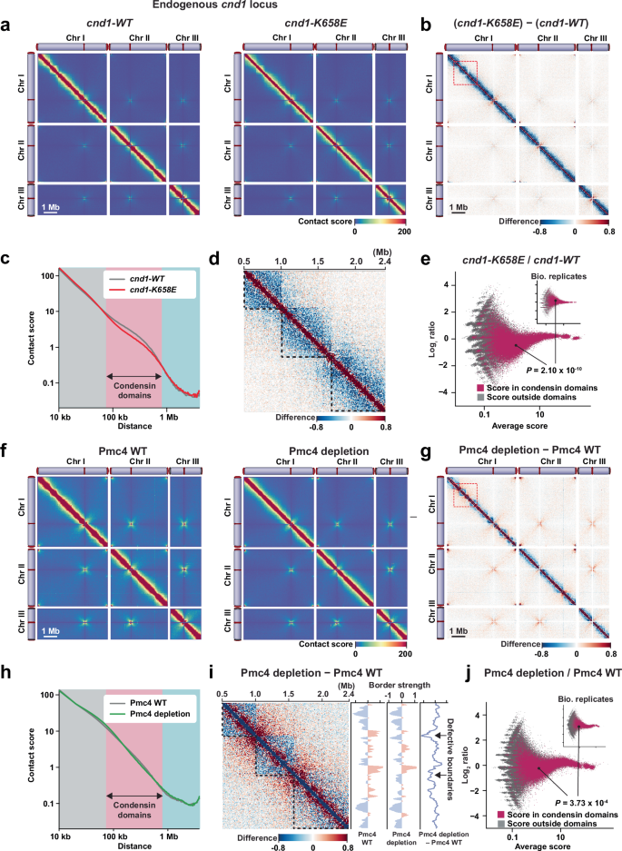 Fig. 3: Effects of cnd1-K658E condensin mutation and Pmc4 mediator depletion on 3D chromosome organization during mitosis.