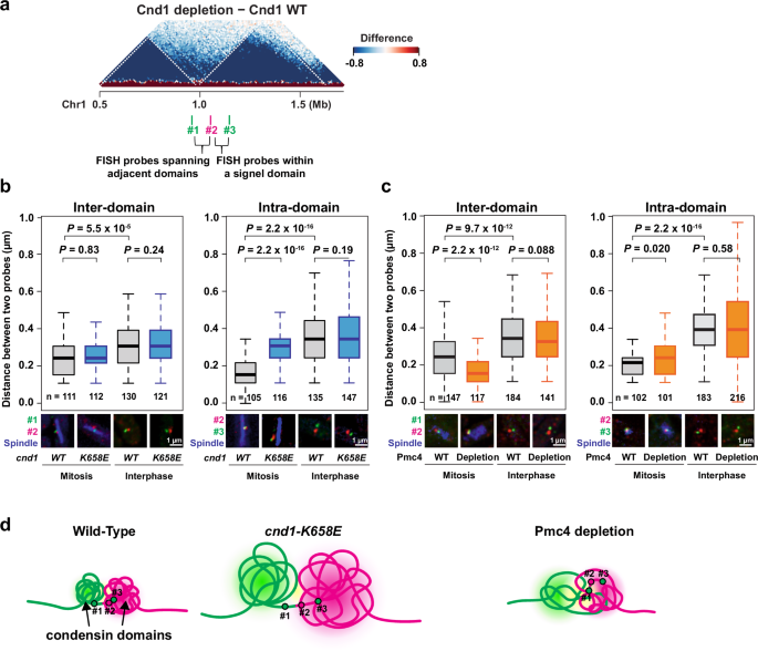 Fig. 4: FISH visualization of condensin domains in the cnd1-K658E mutant and Pmc4-depleted cells.