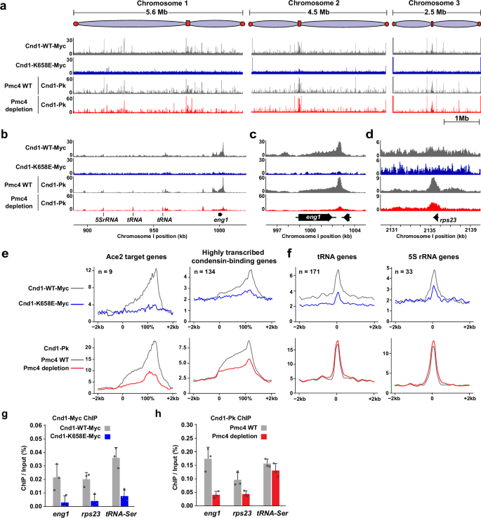 Fig. 5: Effects of cnd1-K658E mutation on condensin distribution across the genome.