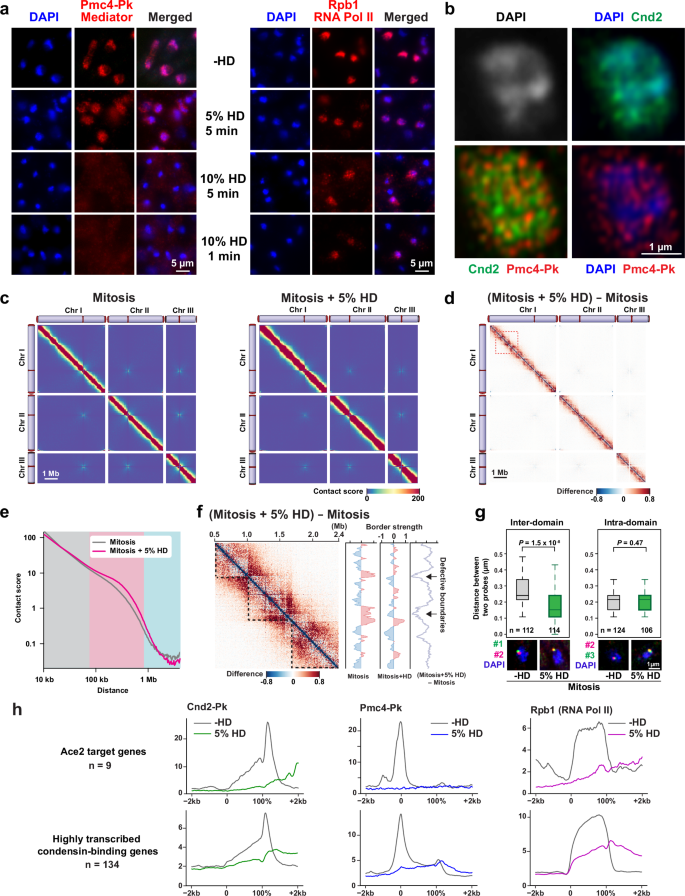 Fig. 6: Involvement of phase separation in mitotic chromosome organization.