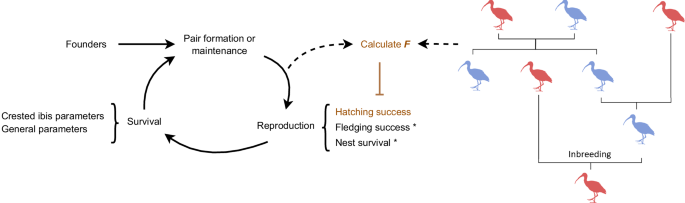 Fig. 1: Schematic diagram of the model and the simulated reintroduction approaches.