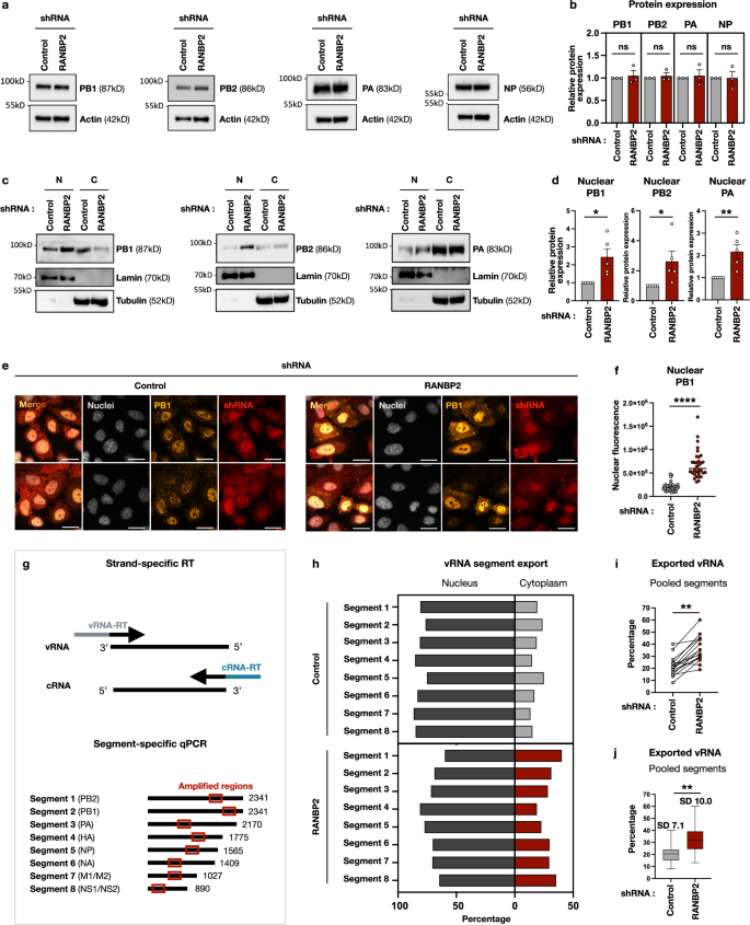 Fig. 2: Enhanced reimport of viral polymerase complex proteins and cytoplasmic vRNP accumulation with disrupted segment stoichiometry upon RANBP2 knockdown.