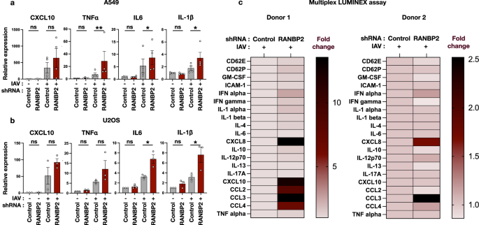 Fig. 3: Inflammatory response to IAV infection upon RANBP2 knockdown.