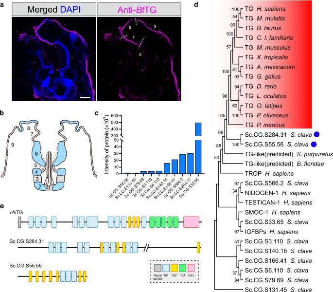 Fig. 1: Identification of Thyroglobulin-like (TG-like) proteins in ascidian through immunoprecipitation and phylogenetic analysis.