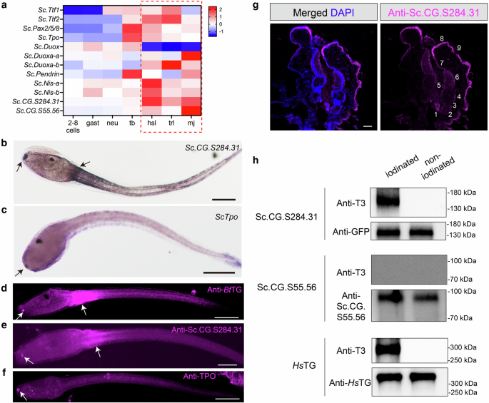 Fig. 2: Expression patterns and in vitro functional verification.